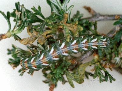 dorsal view of larva Xylena brucei on Cowania in USA: AZ
