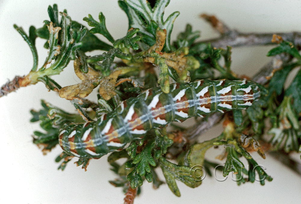 dorsal view of larva Xylena brucei on Cowania in USA: AZ