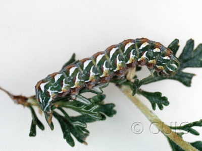 lateral view of larva Xylena brucei on Cowania in USA: AZ