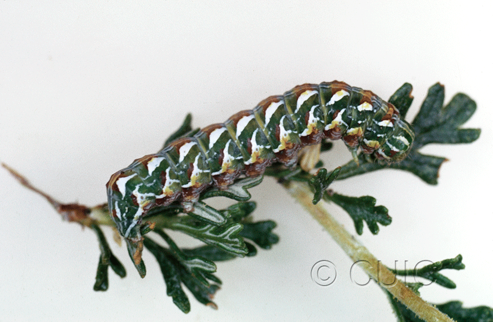 lateral view of larva Xylena brucei on Cowania in USA: AZ