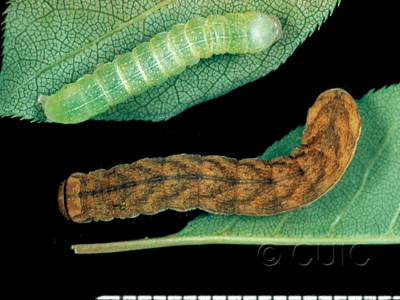 dorsal view of larva Xylena cineritia