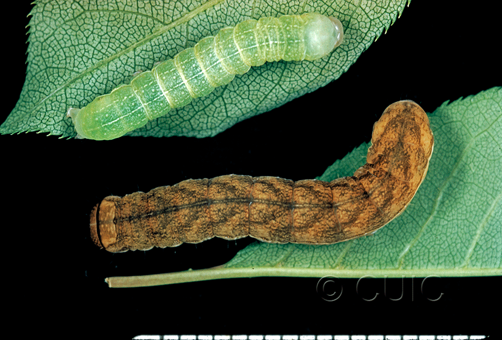 dorsal view of larva Xylena cineritia