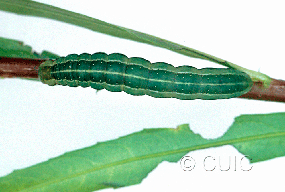 dorsal view of larva Xylena nupera on Salix in USA: NY