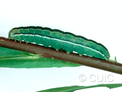 lateral view of larva Xylena nupera on Salix in USA: NY