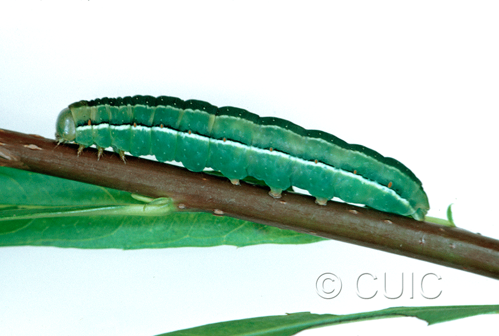 lateral view of larva Xylena nupera on Salix in USA: NY