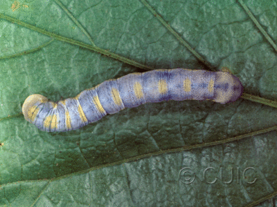 dorsal view of larva Xylenini