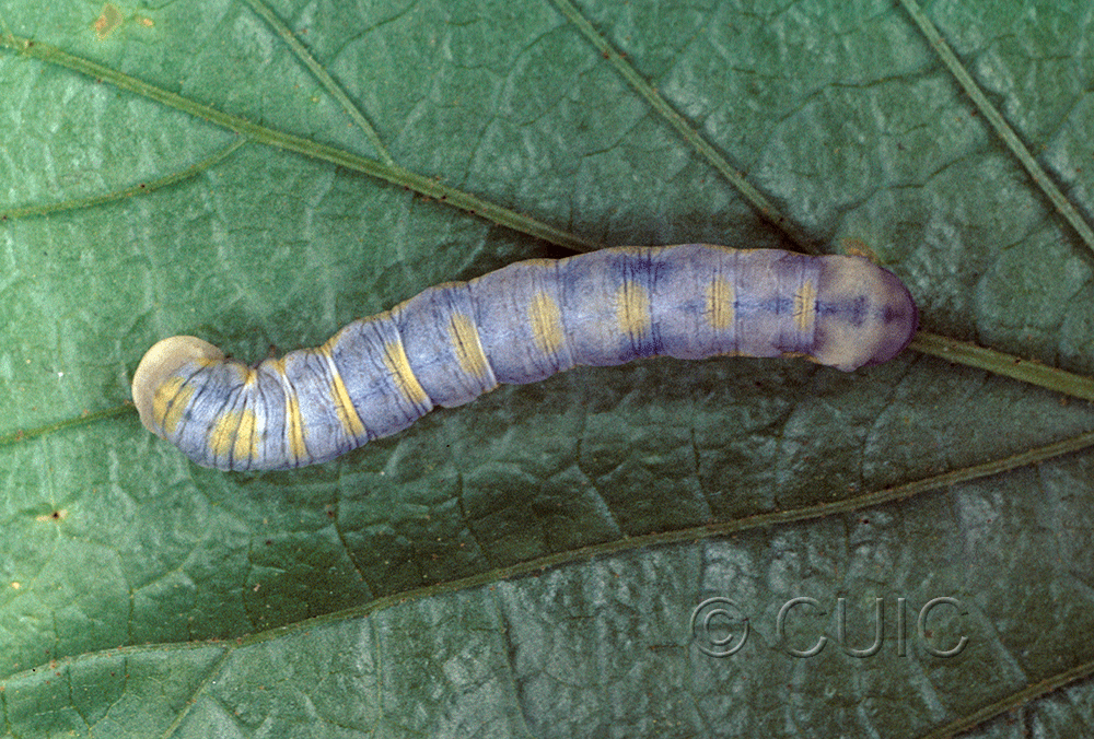 dorsal view of larva Xylenini