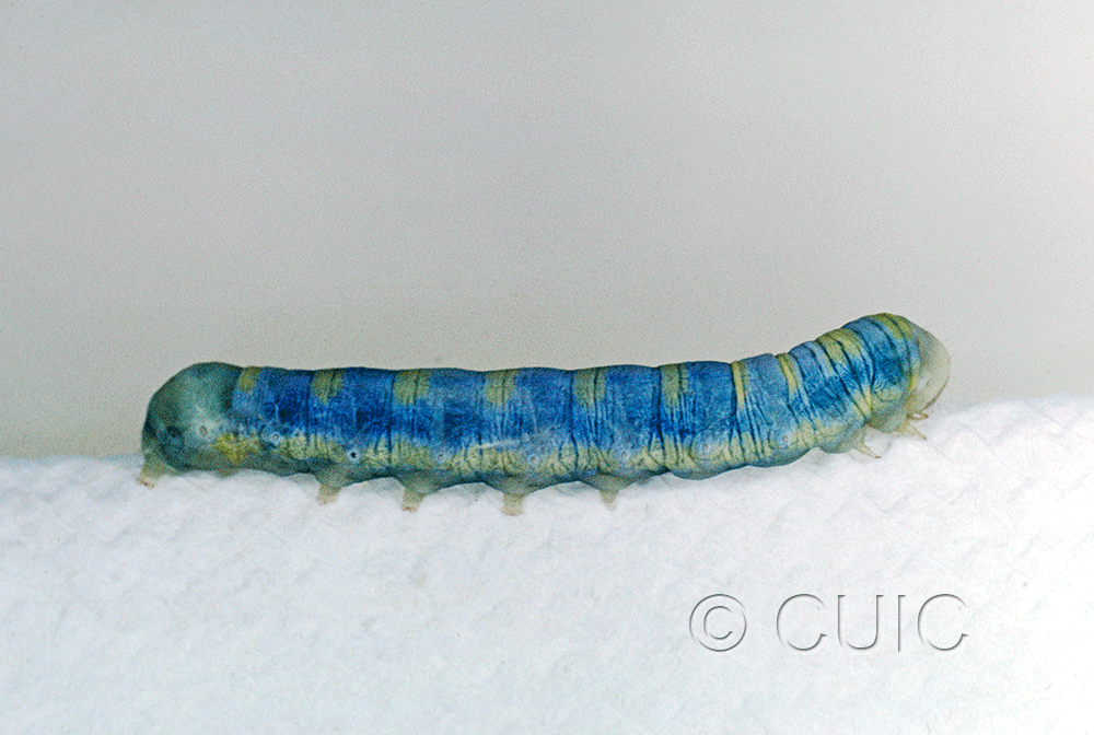 lateral view of larva Xylenini