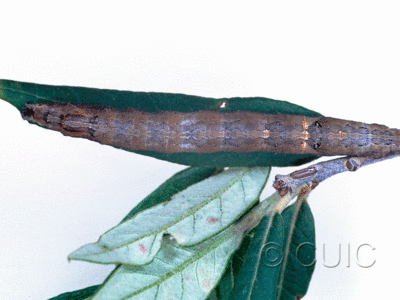 dorsal view of larva Zale colorado on Quercus hypoleucoides in USA: AZ