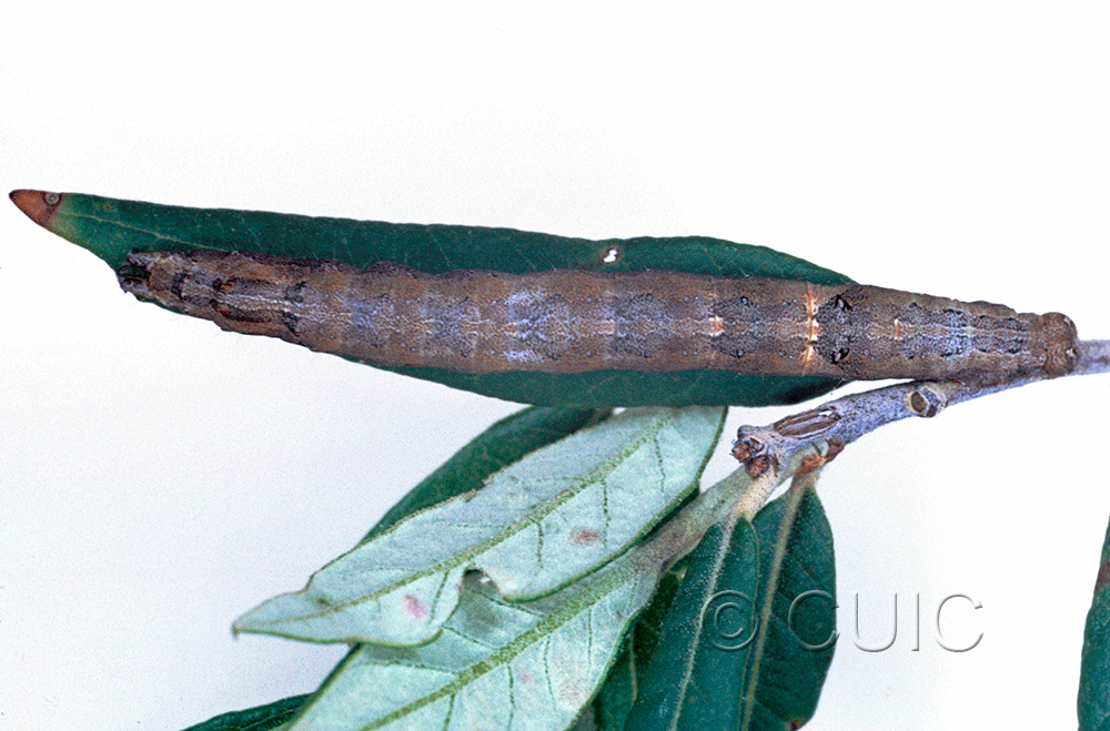 dorsal view of larva Zale colorado on Quercus hypoleucoides in USA: AZ