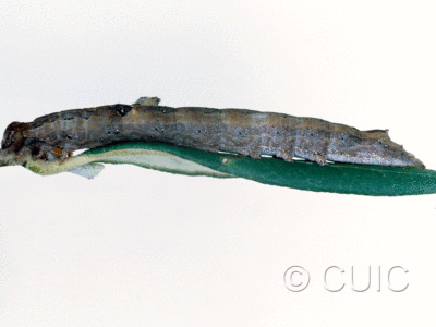 lateral view of larva Zale colorado on Quercus hypoleucoides in USA: AZ