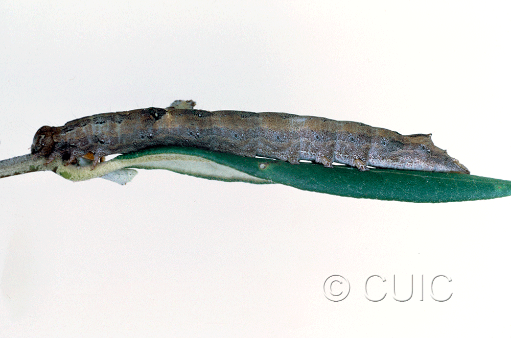 lateral view of larva Zale colorado on Quercus hypoleucoides in USA: AZ