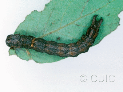 dorsal view of larva Zale colorado on Quercus arizonica in USA: AZ