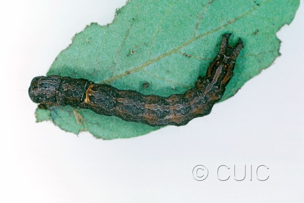 dorsal view of larva Zale colorado on Quercus arizonica in USA: AZ
