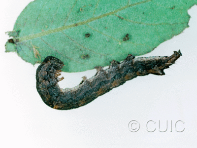 lateral view of larva Zale colorado on Quercus arizonica in USA: AZ