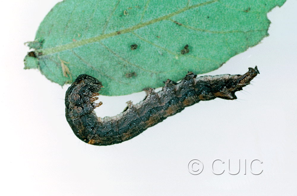 lateral view of larva Zale colorado on Quercus arizonica in USA: AZ