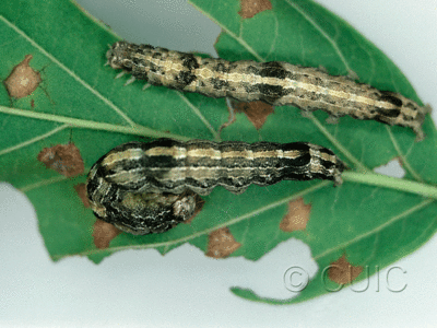 dorsal view of larva Zale galbanata on Acer negundo in USA: NY