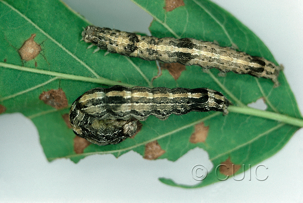 dorsal view of larva Zale galbanata on Acer negundo in USA: NY