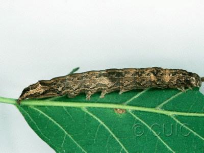 lateral view of larva Zale galbanata on Acer negundo in USA: NY