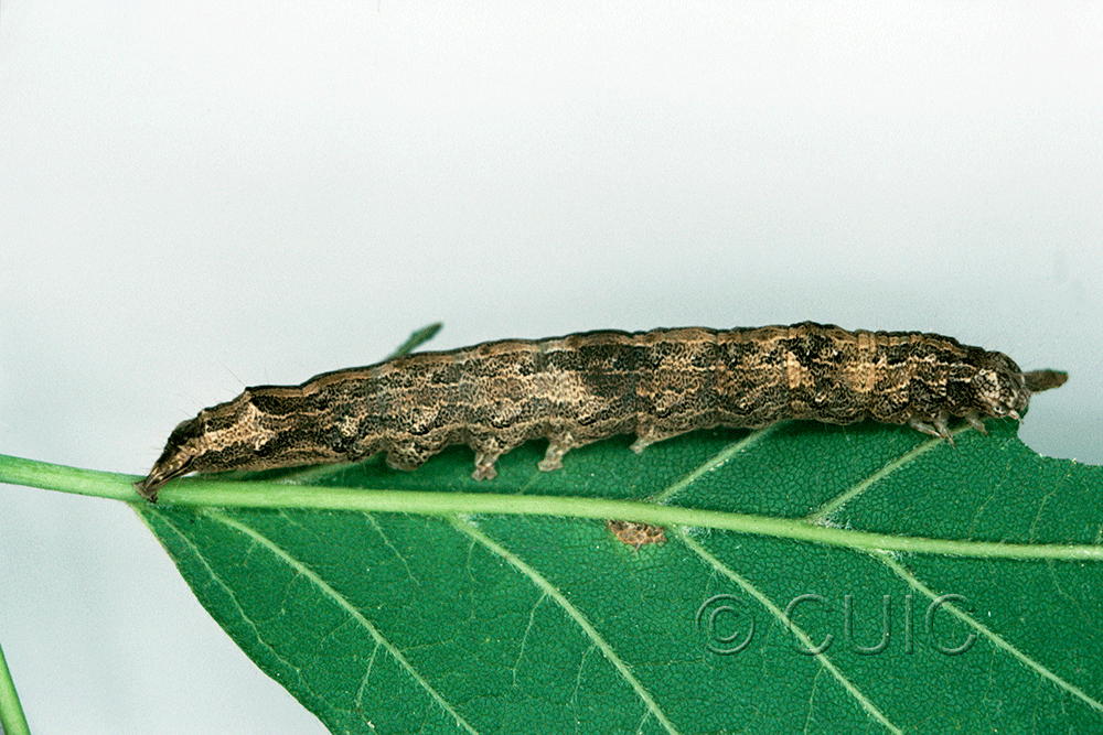 lateral view of larva Zale galbanata on Acer negundo in USA: NY