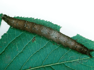 dorsal view of larva Zale horrida on Viburnum in USA: NY