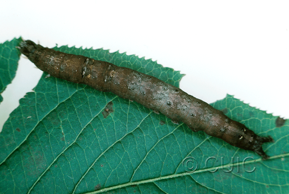 dorsal view of larva Zale horrida on Viburnum in USA: NY