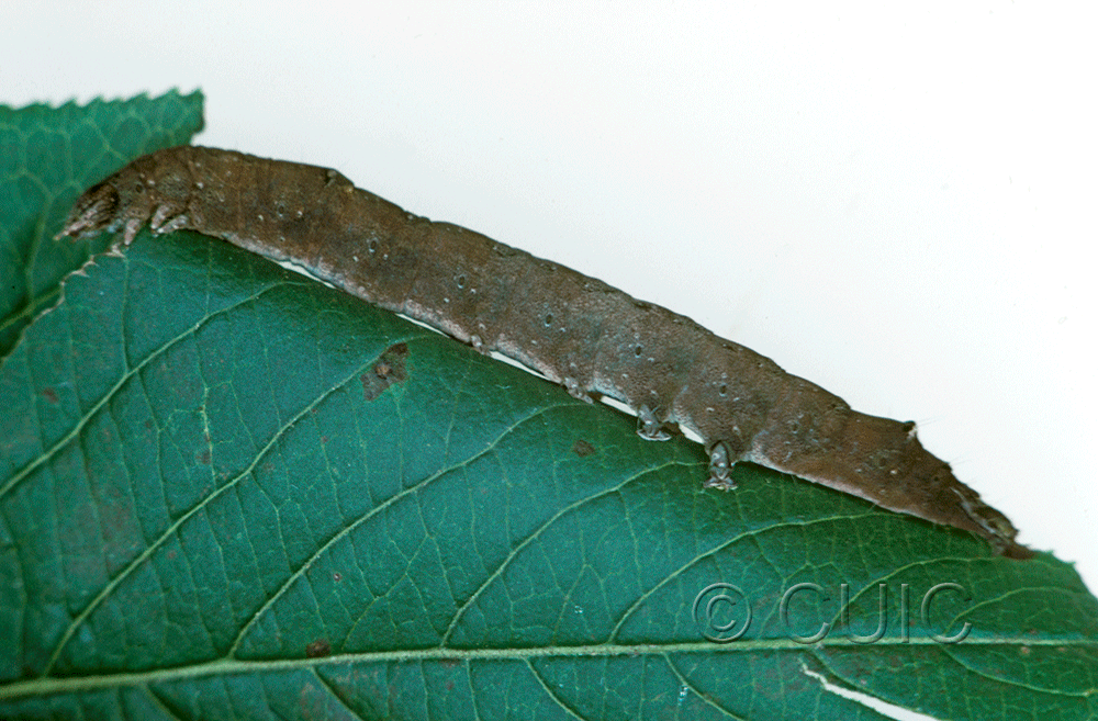 lateral view of larva Zale horrida on Viburnum in USA: NY