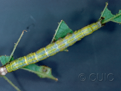 dorsal view of larva Zale phaeocapna on Corylus & Hamamelis in USA: NY