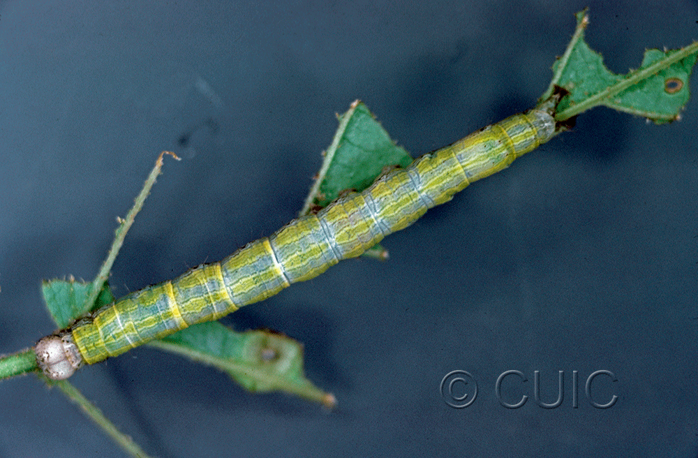 dorsal view of larva Zale phaeocapna on Corylus & Hamamelis in USA: NY