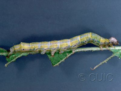 lateral view of larva Zale phaeocapna on Corylus & Hamamelis in USA: NY