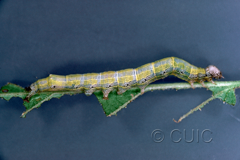 lateral view of larva Zale phaeocapna on Corylus & Hamamelis in USA: NY