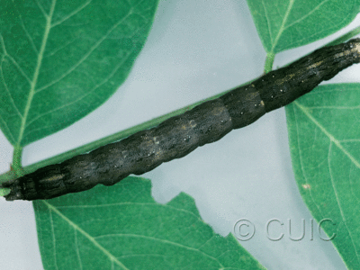 dorsal view of larva Zale undularis on Robinia in USA: NY