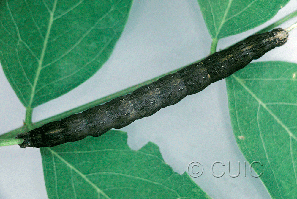 dorsal view of larva Zale undularis on Robinia in USA: NY