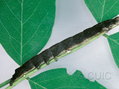 lateral view of larva Zale undularis on Robinia in USA: NY