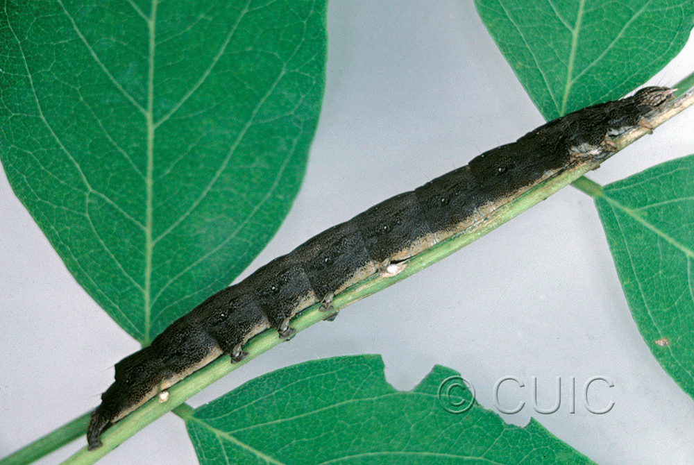 lateral view of larva Zale undularis on Robinia in USA: NY