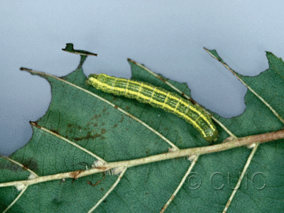 dorsal view of larva Baileya doubledayi on Alnus in USA: NY