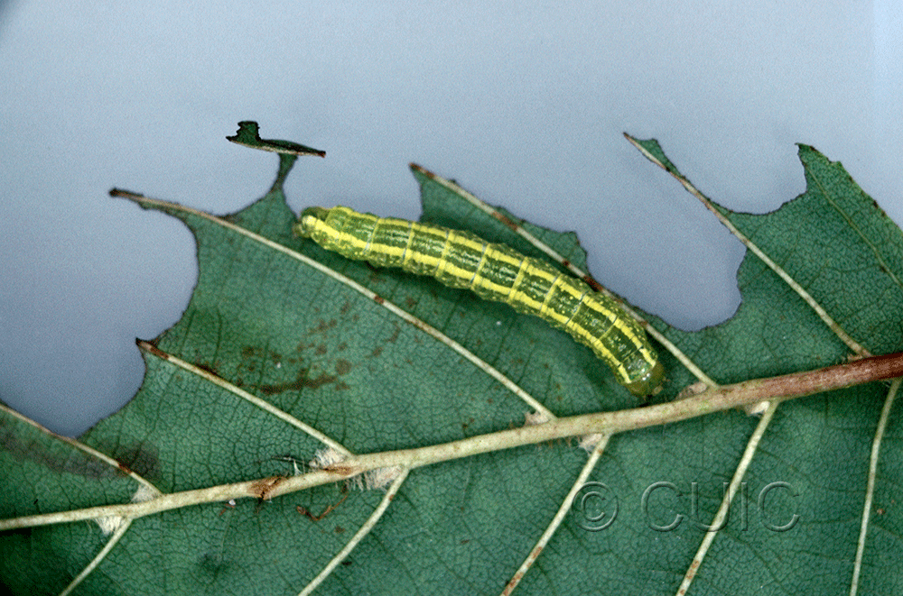 dorsal view of larva Baileya doubledayi on Alnus in USA: NY