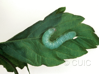 dorsal view of larva Copivaleria grotei on Fraxinus americanus in USA: PA