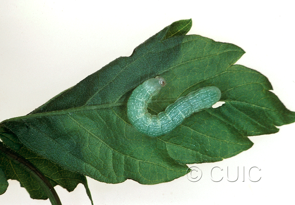 dorsal view of larva Copivaleria grotei on Fraxinus americanus in USA: PA