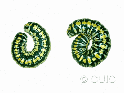 dorsal view of larva Cucullia charon on Machaeranthera juncea (Greene) in USA: AZ