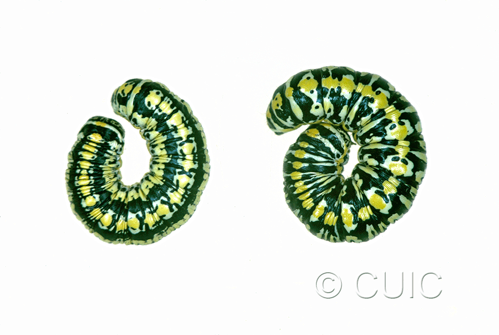 dorsal view of larva Cucullia charon on Machaeranthera juncea (Greene) in USA: AZ