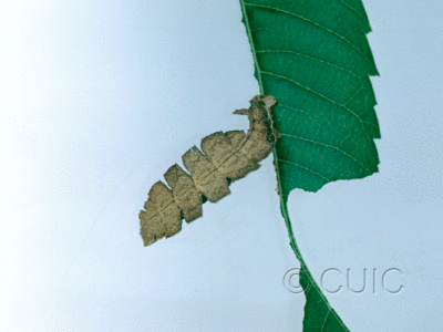 dorsal view of larva Dichorda in USA: AZ