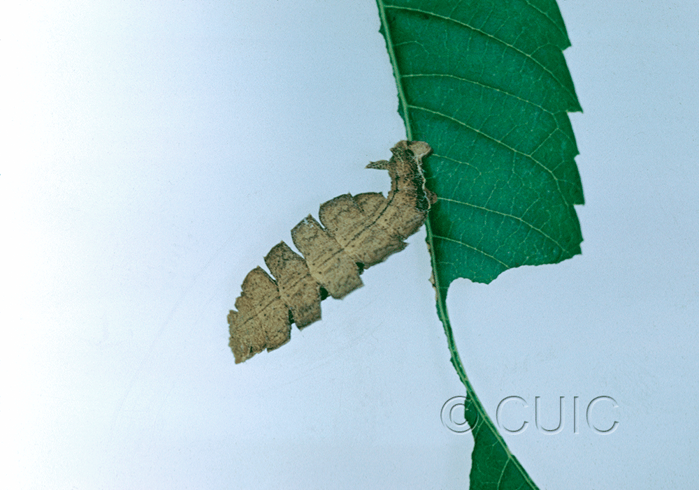 dorsal view of larva Dichorda in USA: AZ