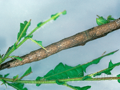 dorsal view of larva Epidromia fergusoni on Comptonia in USA: FL