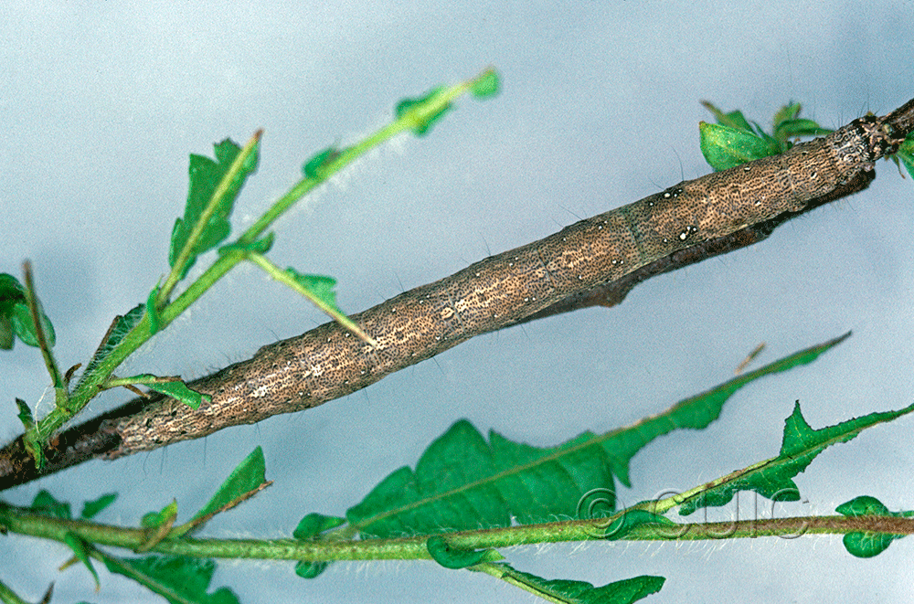 dorsal view of larva Epidromia fergusoni on Comptonia in USA: FL