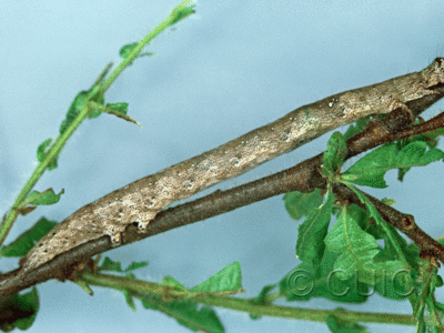 lateral view of larva Epidromia fergusoni on Comptonia in USA: FL