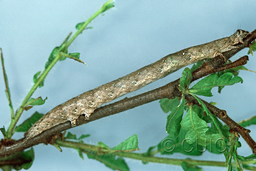 lateral view of larva Epidromia fergusoni on Comptonia in USA: FL