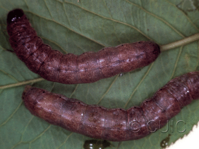 dorsal view of larva Epiglaea decliva on Prunus virginiana in USA: NY