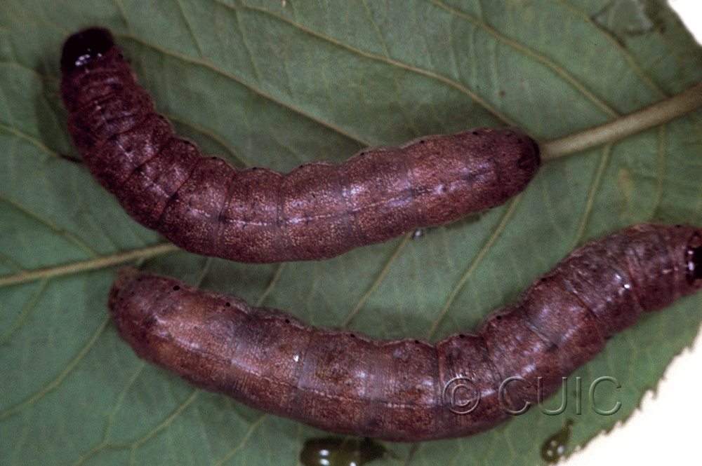 dorsal view of larva Epiglaea decliva on Prunus virginiana in USA: NY
