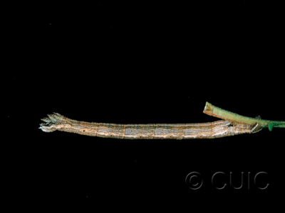 lateral view of larva Eulithis testata